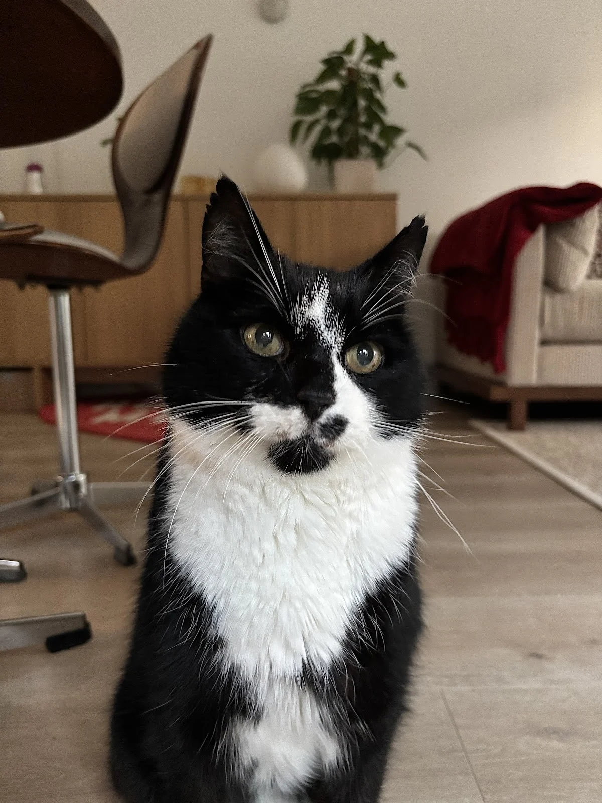 Dierentehuis 't Hart