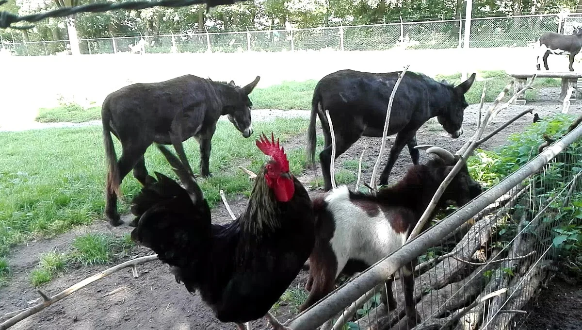 Dierenwei Wilbert - 3