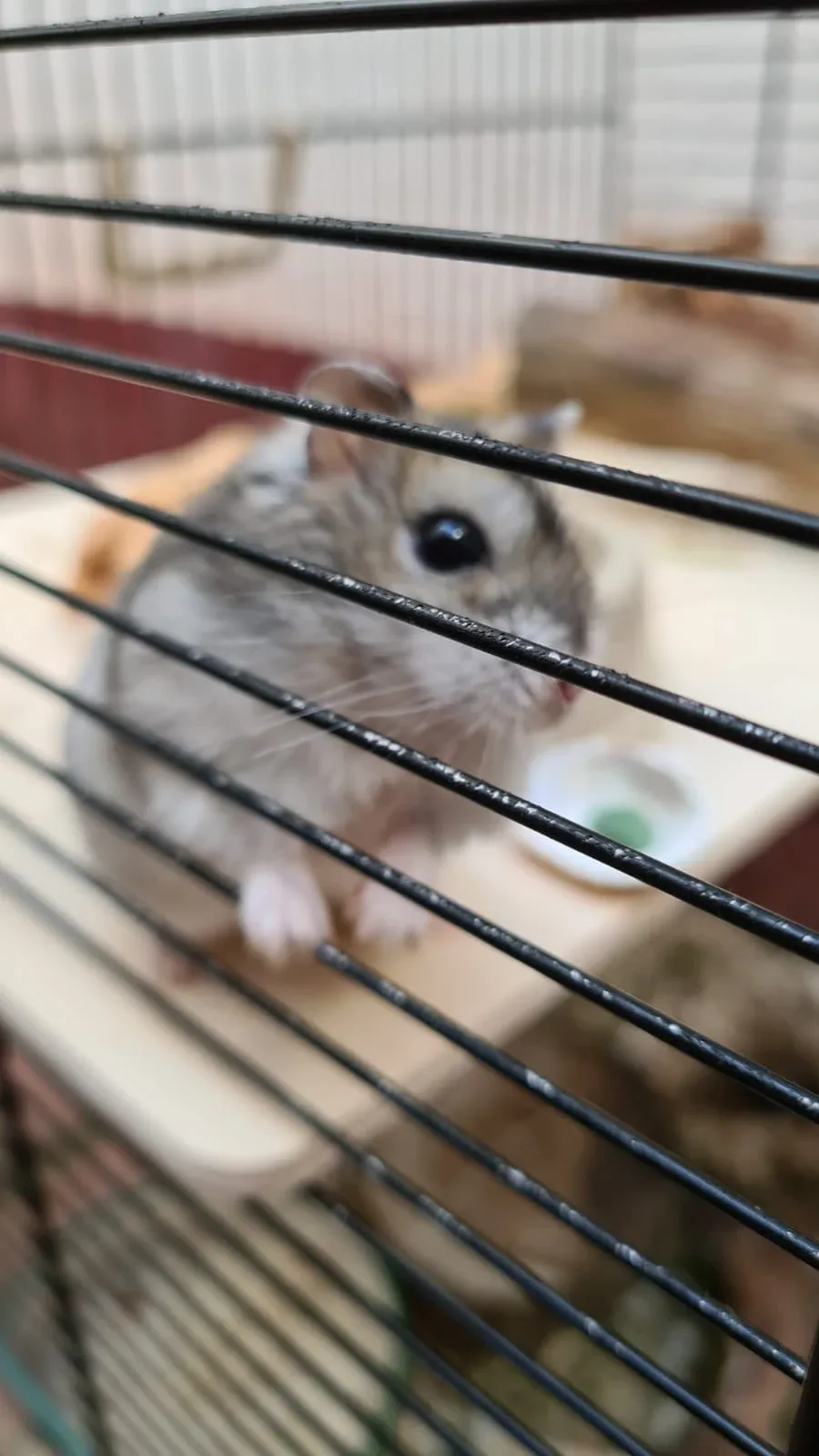 Dierenwinkel