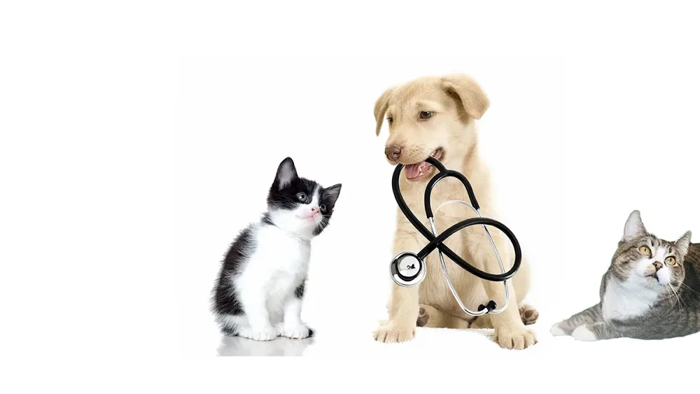 Dierenziekenhuis Dongen