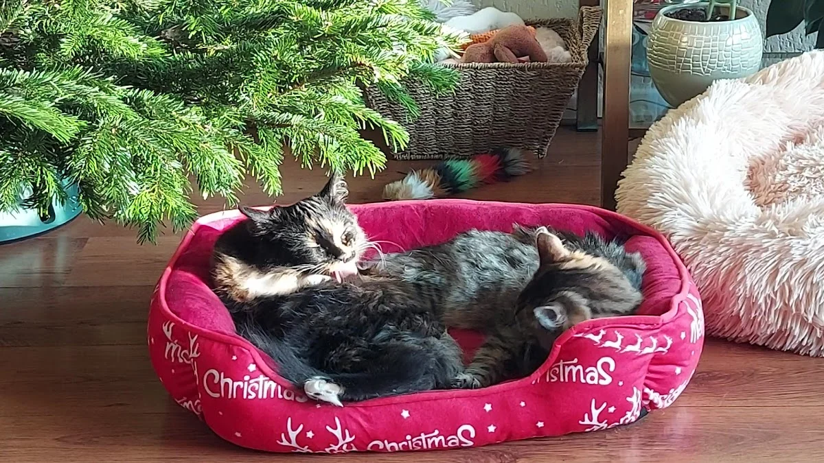 Dierenzorg Zaanstreek - 2