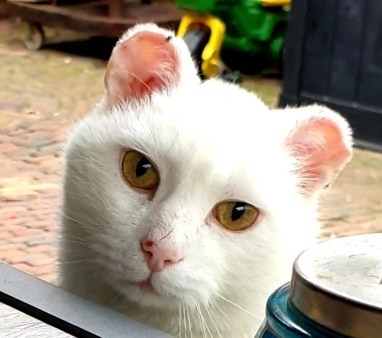 Diergeneeskundig Centrum Oss🐾🩺