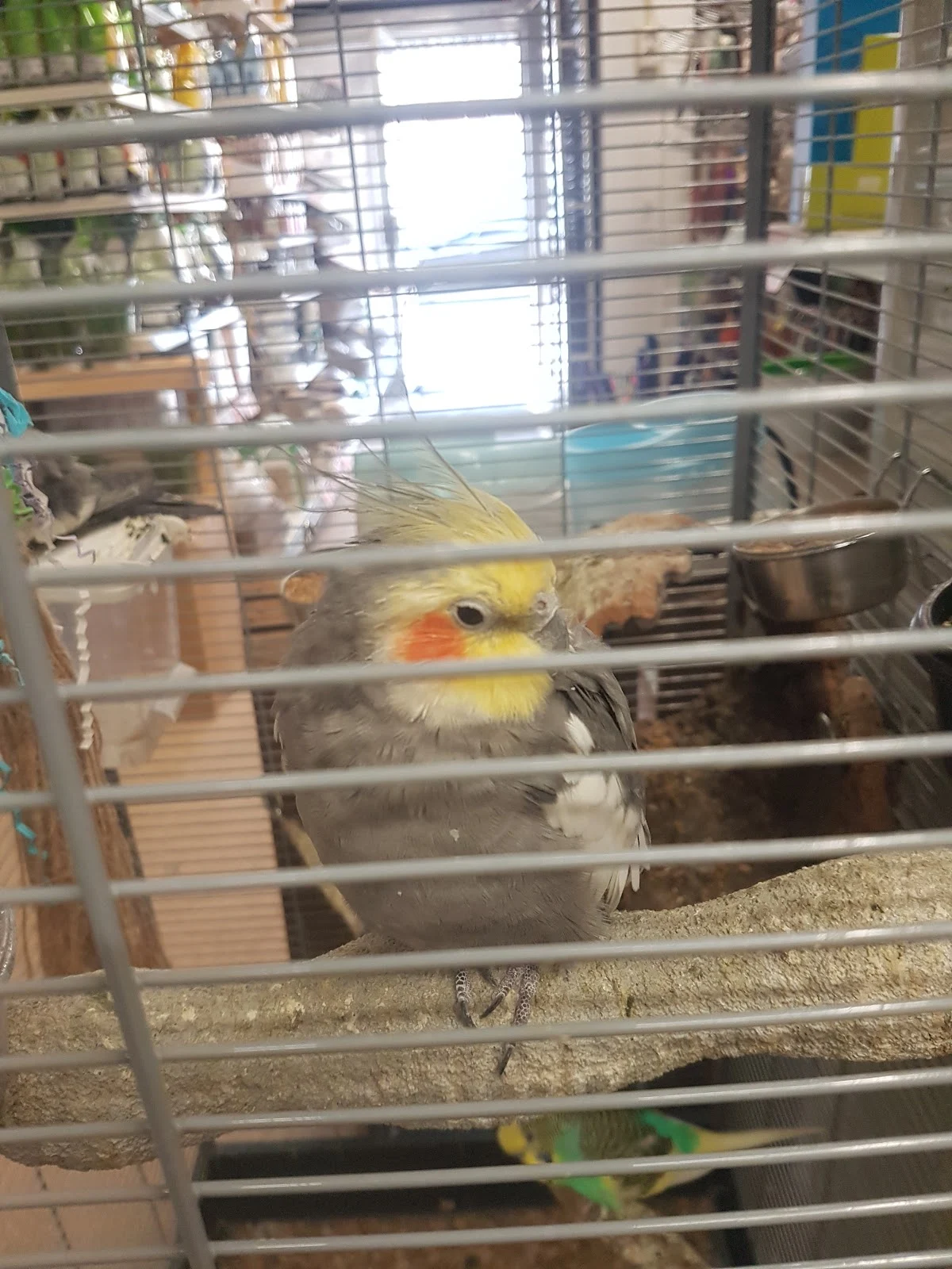 Discus