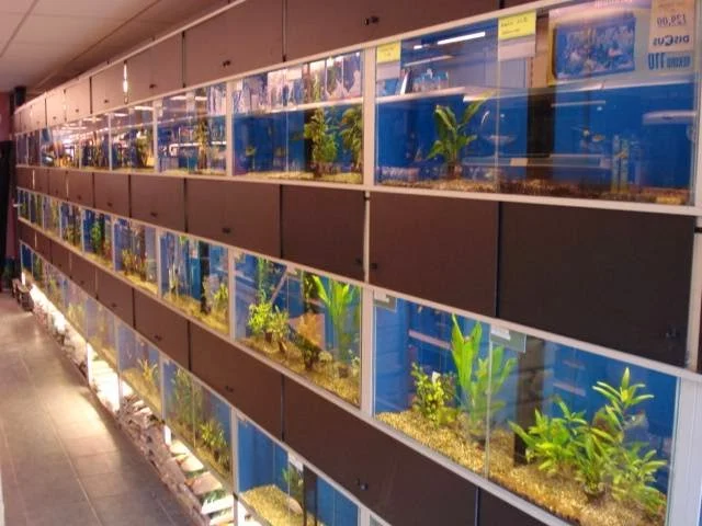 Discus Hospers - 3