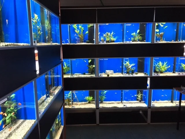 Discus Hospers - 4