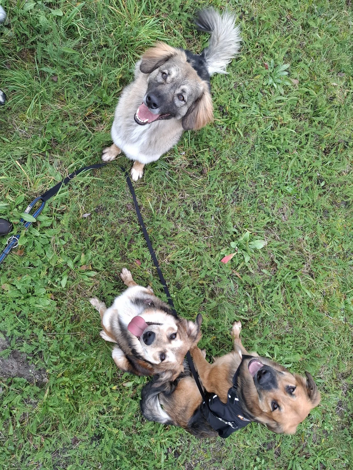 Dobby hondenservice - 2