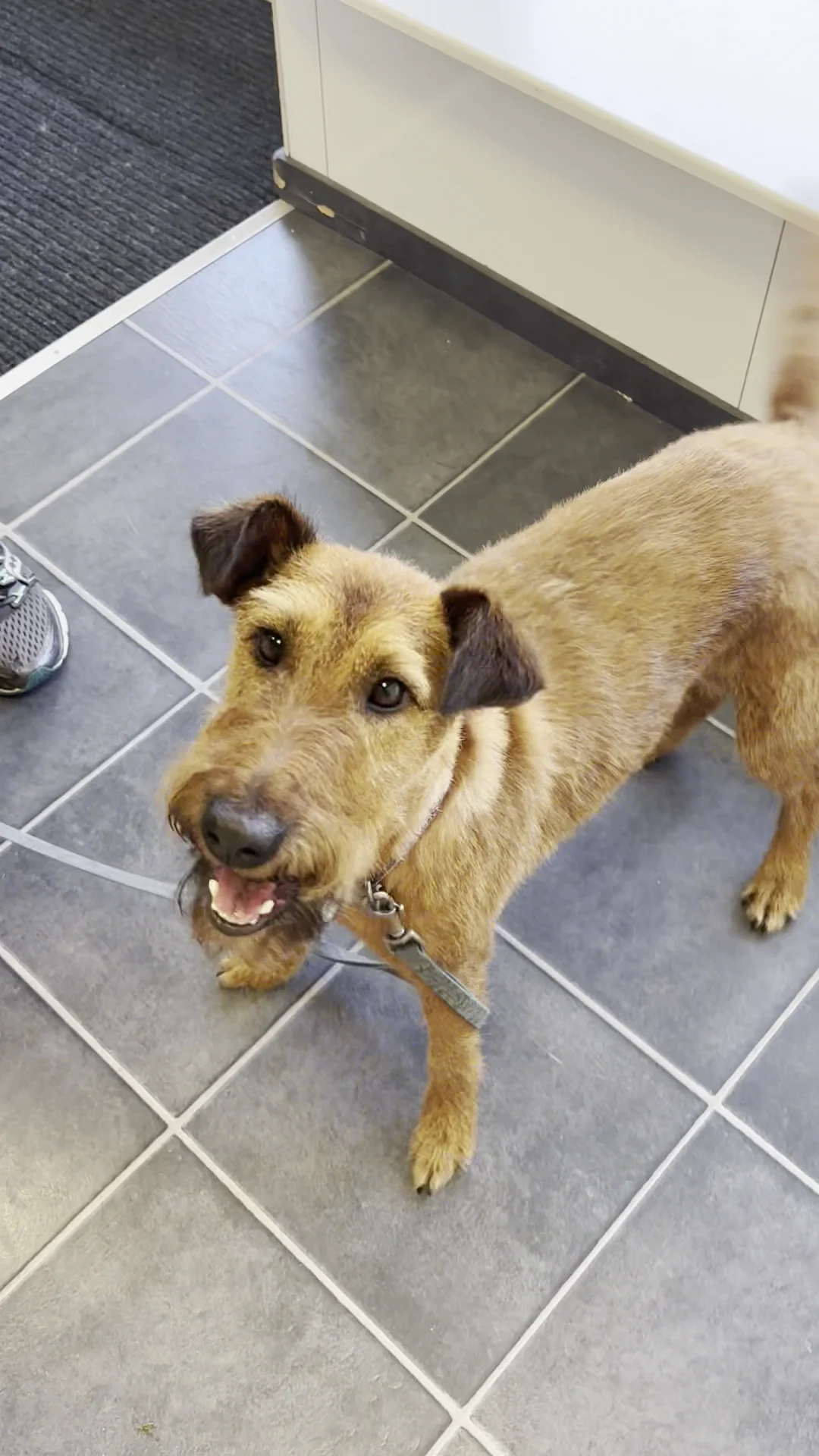 Doggievita | Hondentrimsalon Bussum - 3