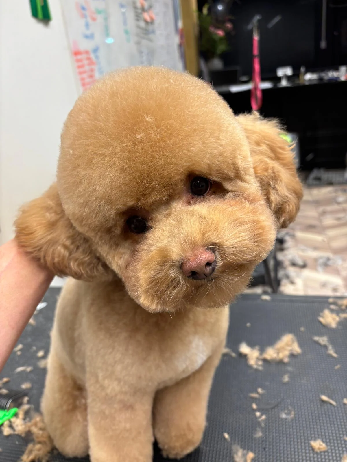 Doggievita | Hondentrimsalon Bussum - 4