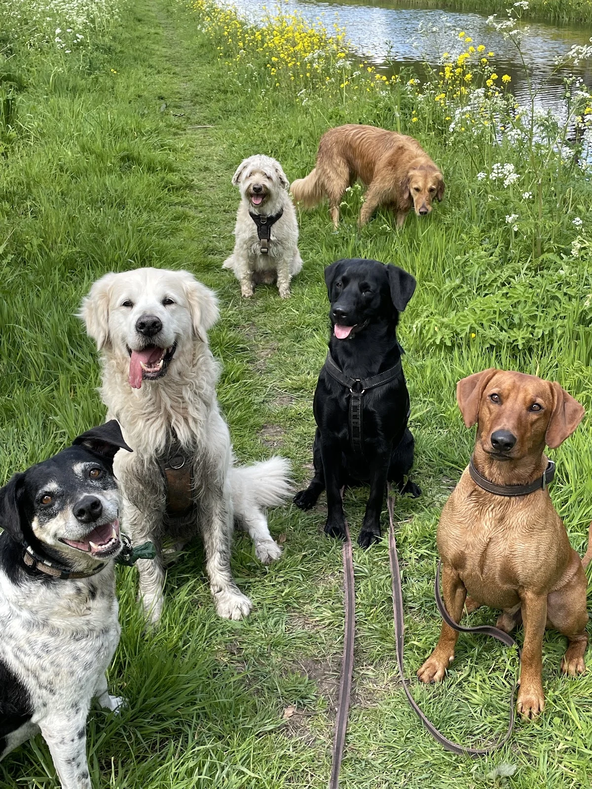 Doggy Allround