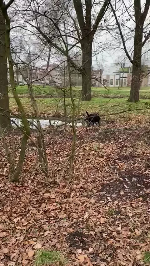 Doggy Days @ Oisterwijk - 2