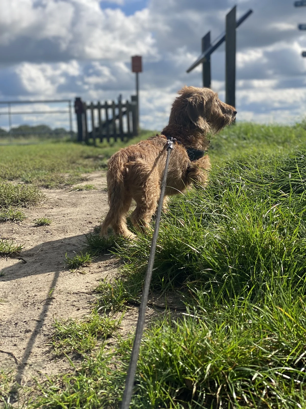 Doggy Days @ Oisterwijk