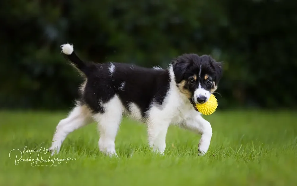 Doggy Hondenopvang in Huis