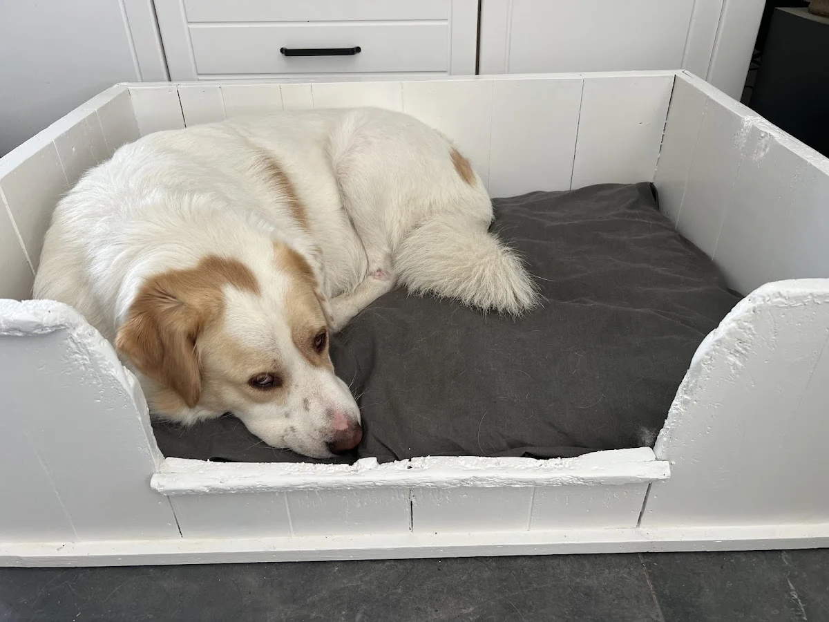 Dogmentors Daisy Veen