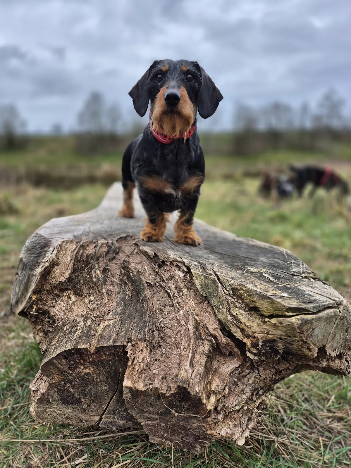 Duurzame Hondenuitlaatservice Pawfect Walks - 2