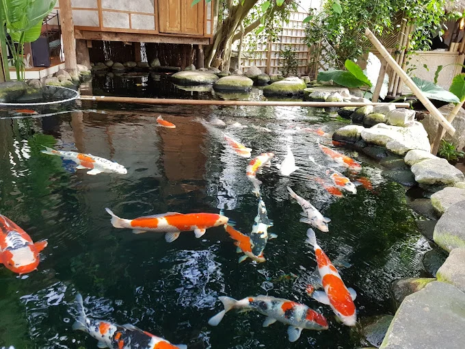 Edo Koi