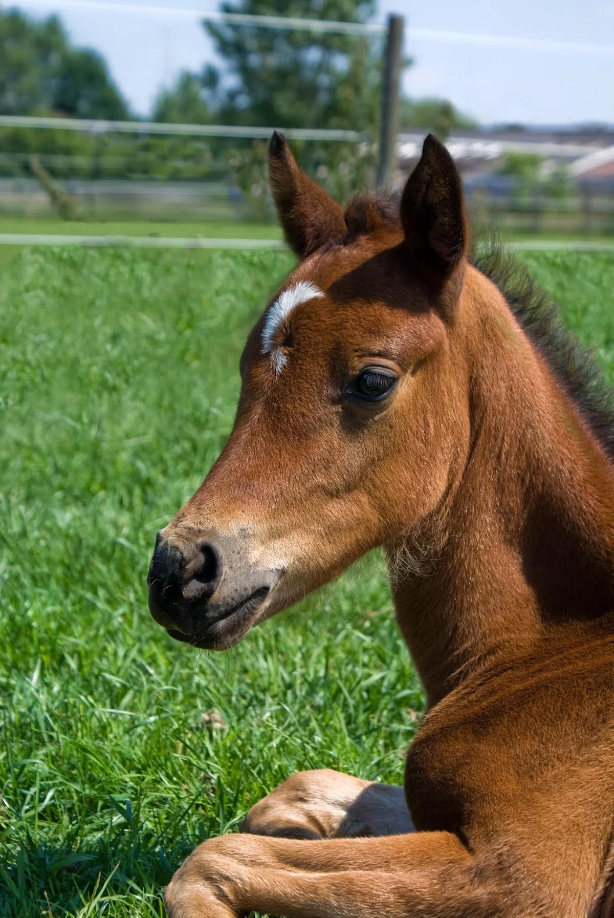 Equi Center Pony's - 2