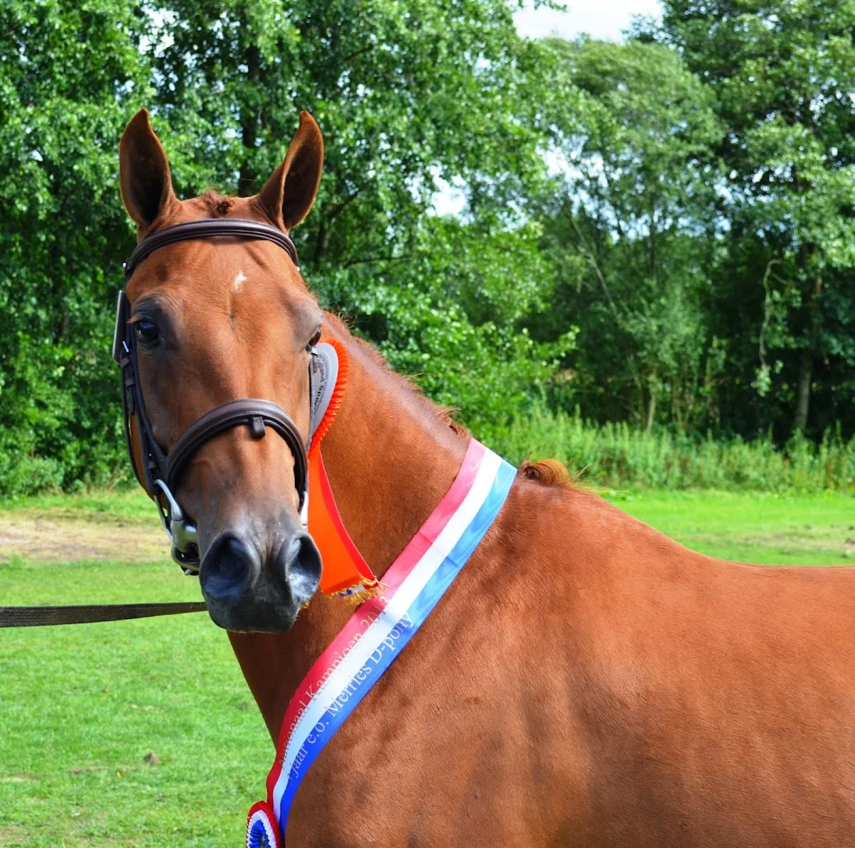 Equi Center Pony's - 3