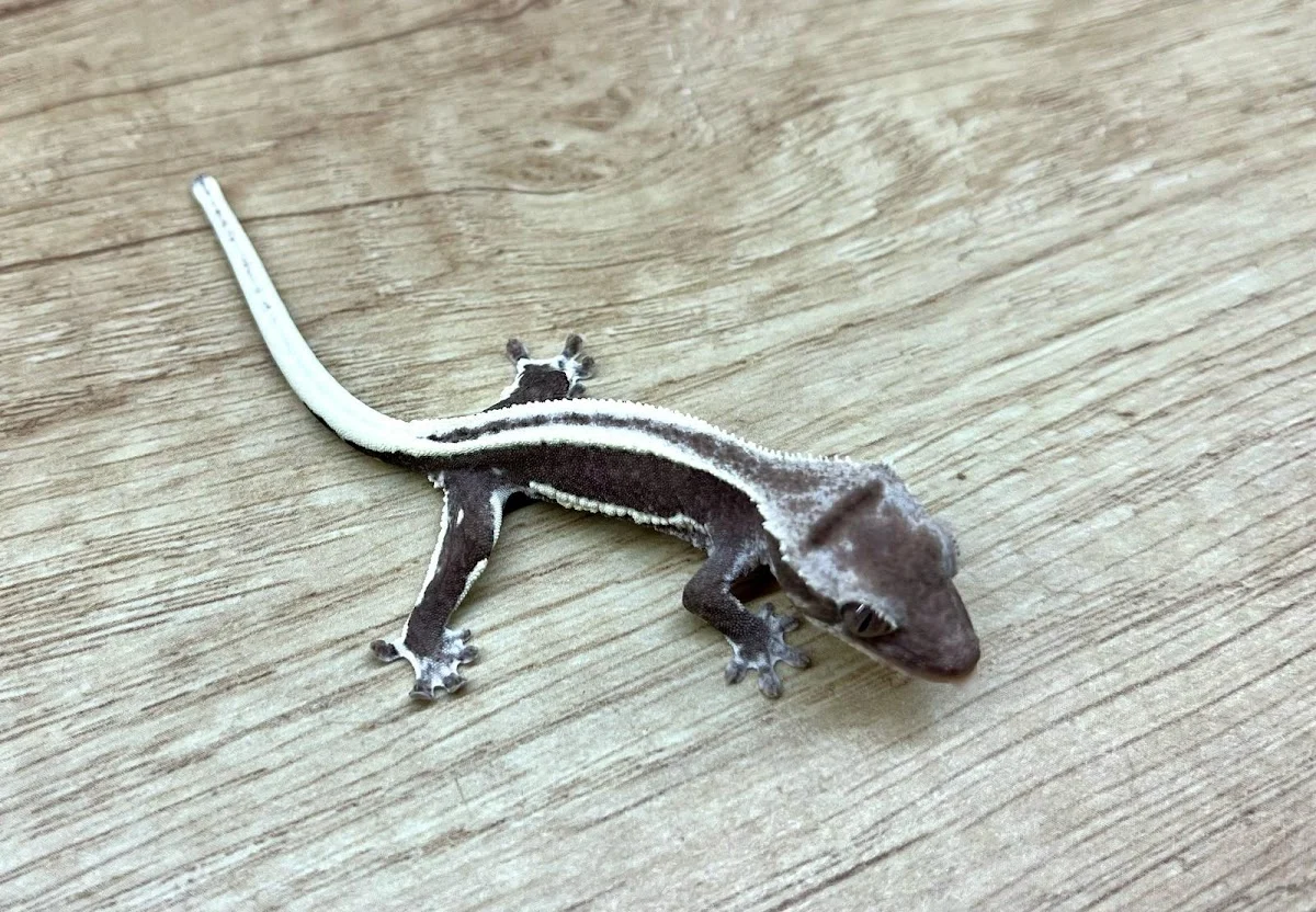 Essies Animals - 2
