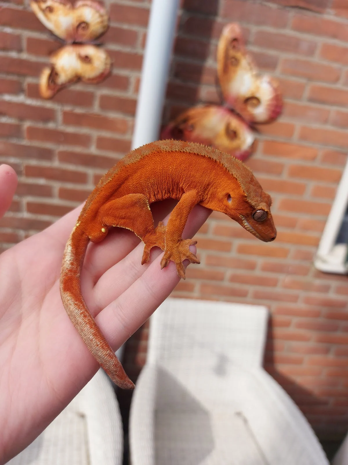 Essies Animals