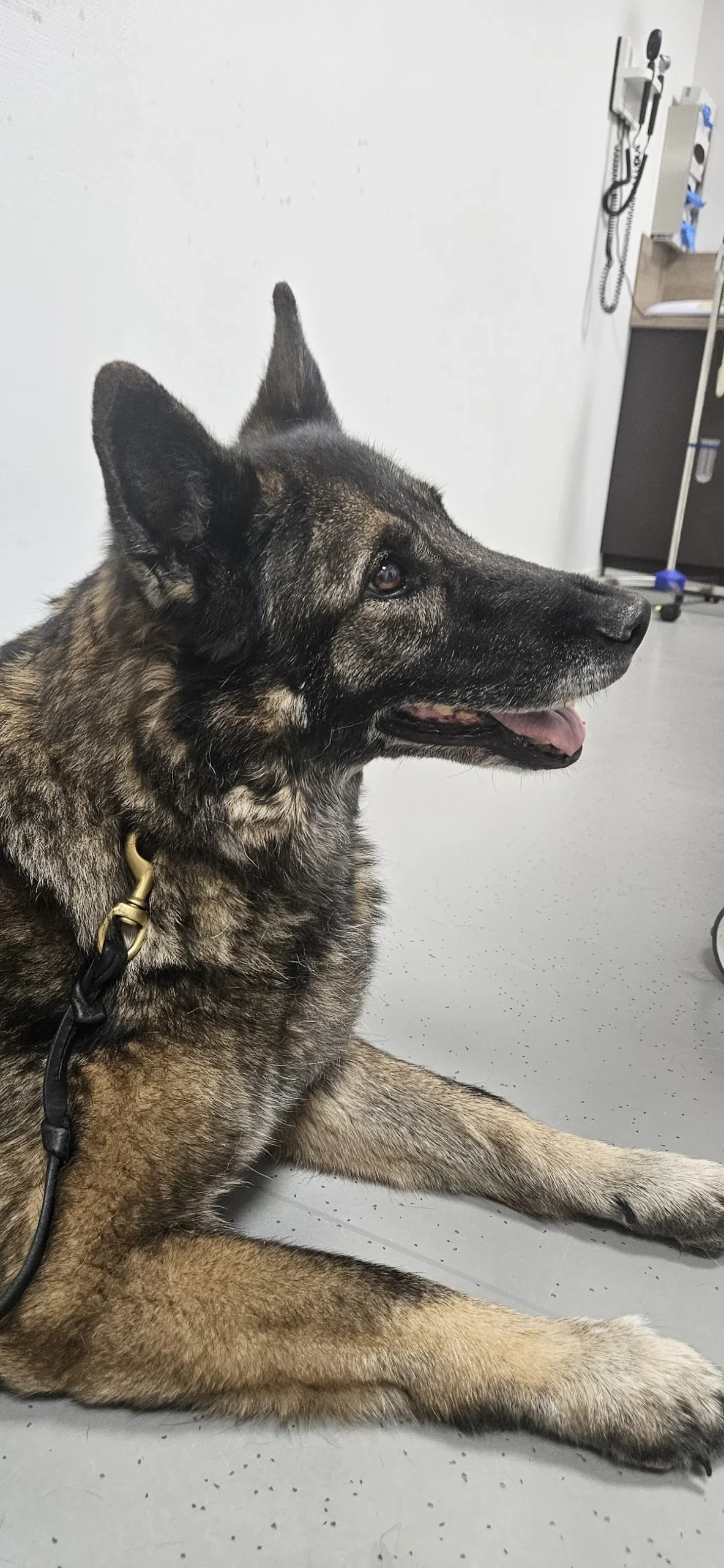 Evidensia Dierenziekenhuis Zuidoost Brabant 🚨🐾🩺 - 3