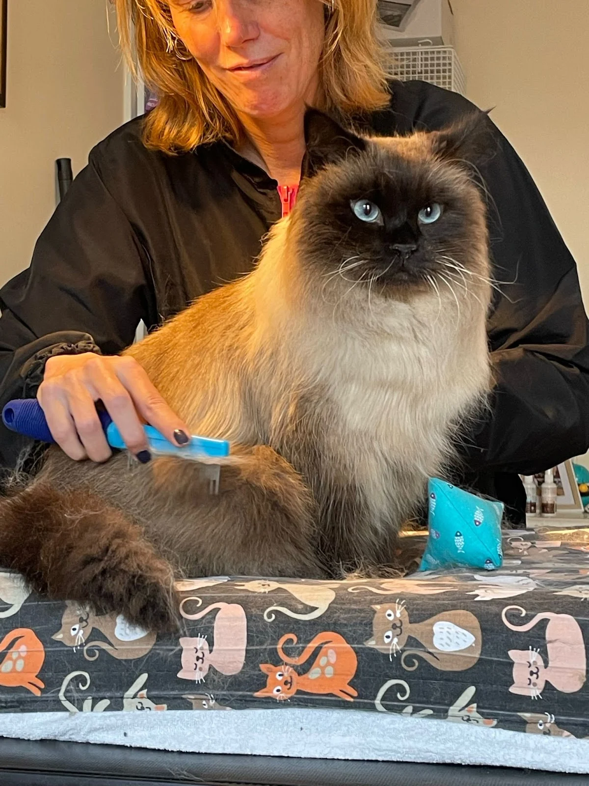 Felicura - Trimsalon voor katten