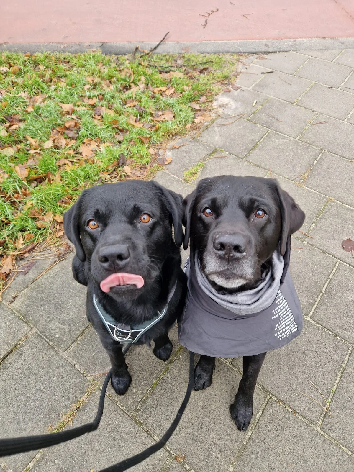Fin's Friends hondenuitlaatservice en huisdieroppas