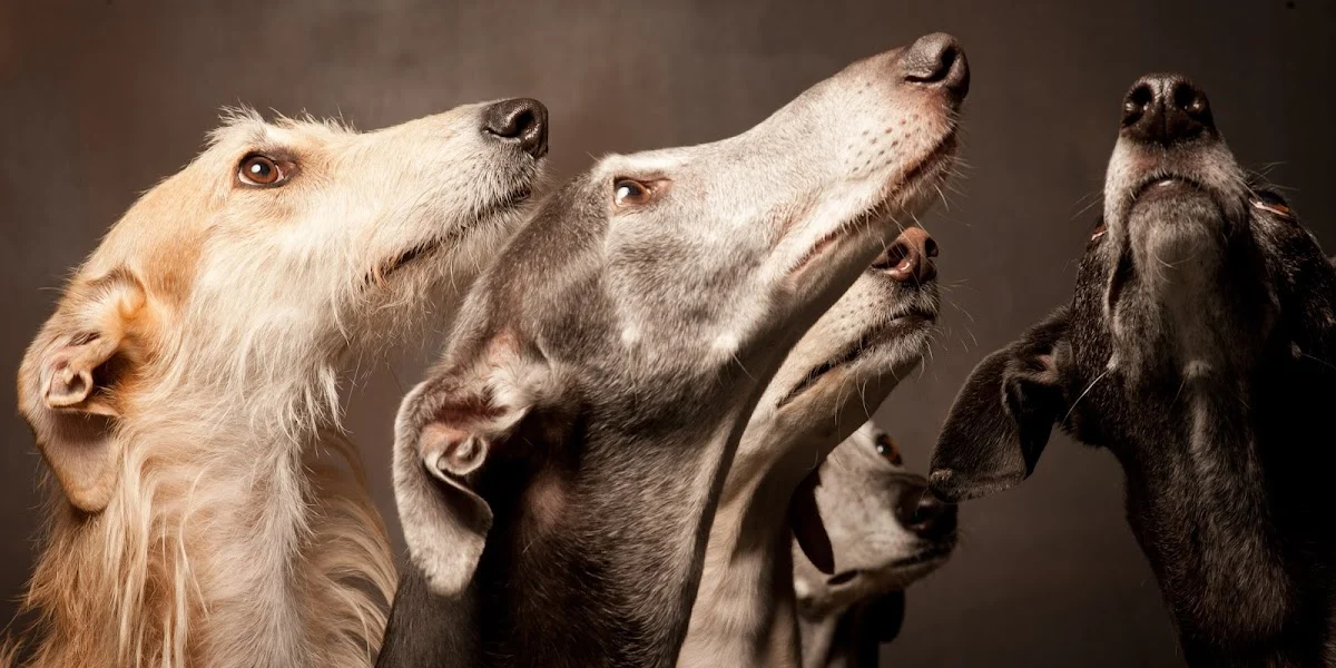 Galgo Project - 2
