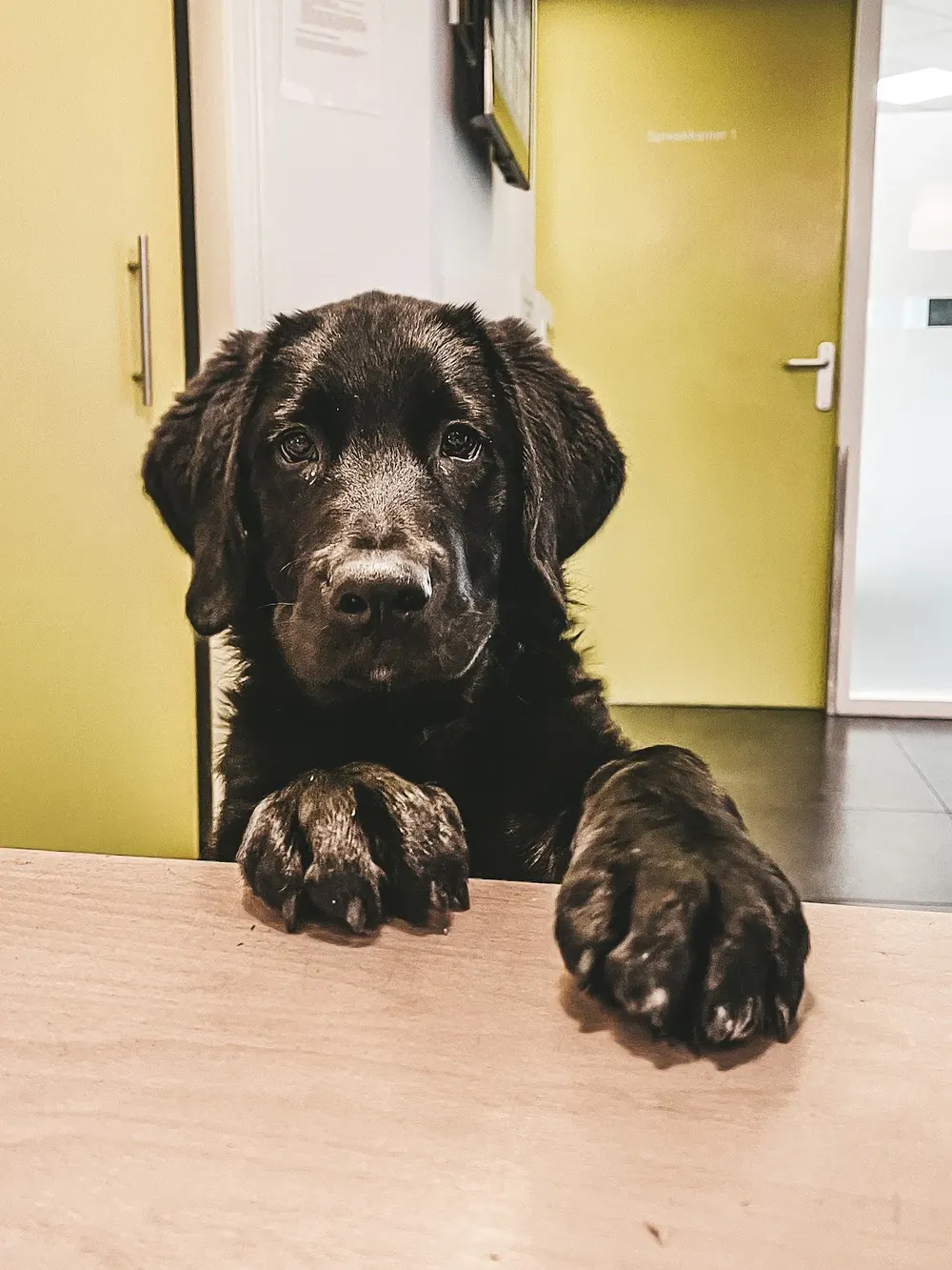 Gezelschapsdierenkliniek Roosendaal🐾🩺