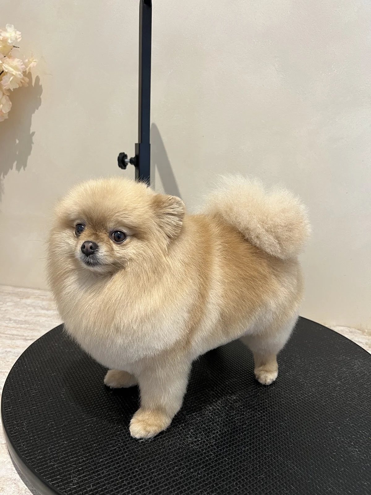 Golden Pom Spa | Pomeranian groomer - 2