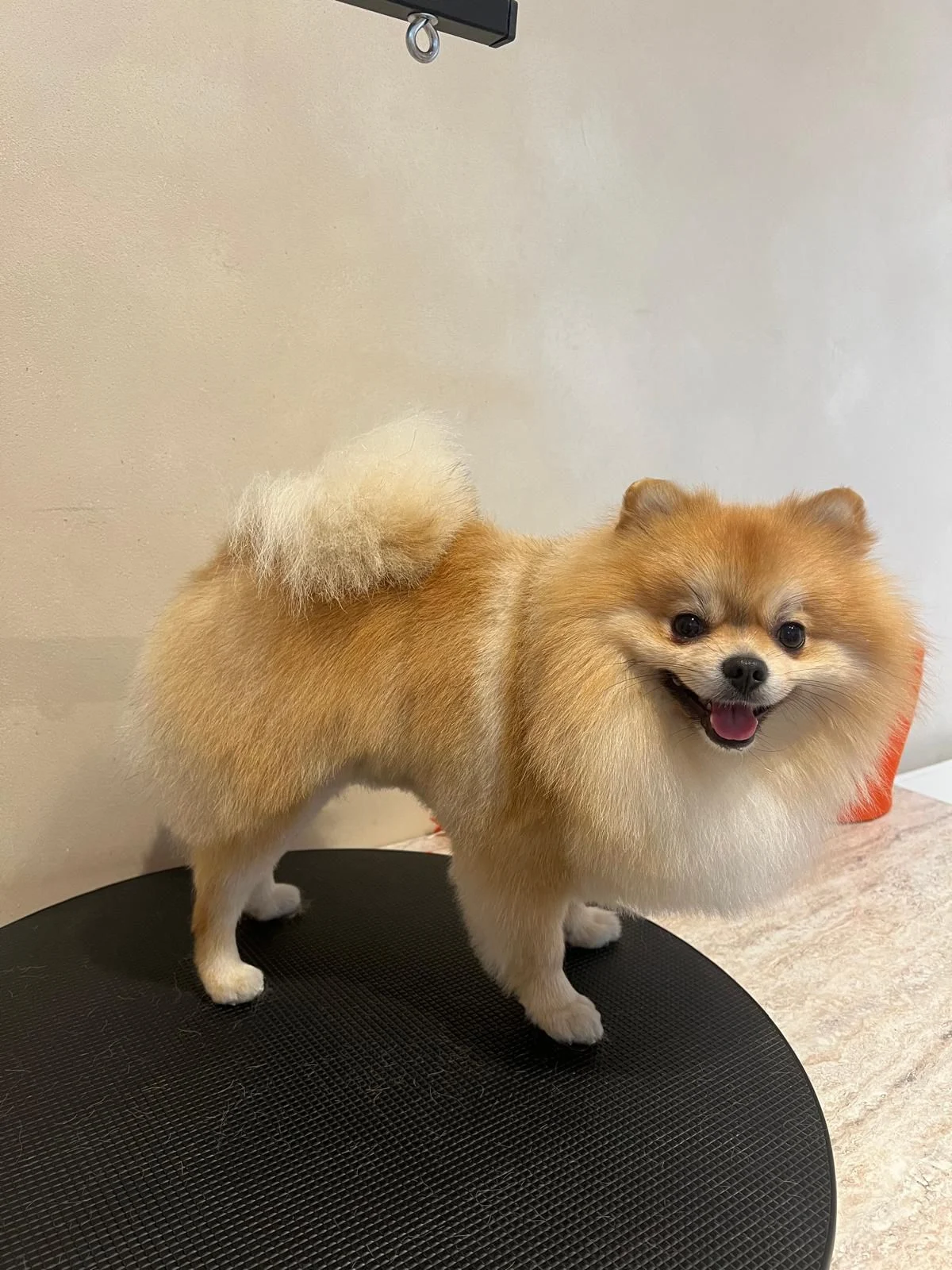 Golden Pom Spa | Pomeranian groomer
