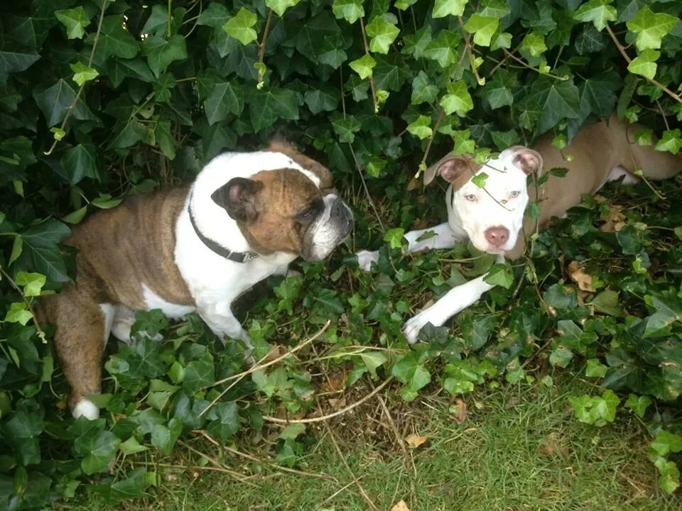Gooische Trimsalon - Voeding - voor Hond en Kat