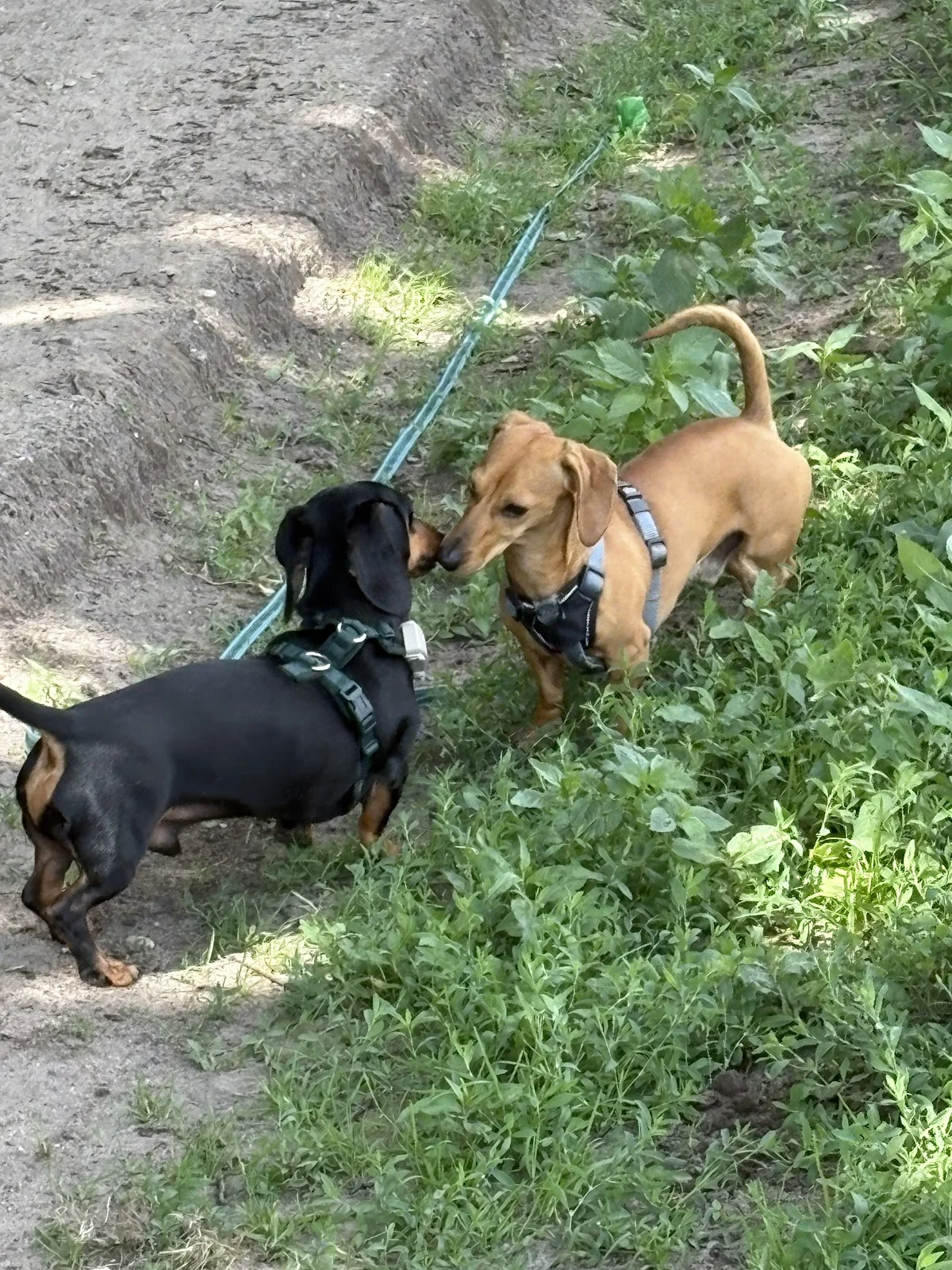 Gooise Dogwalker - 2