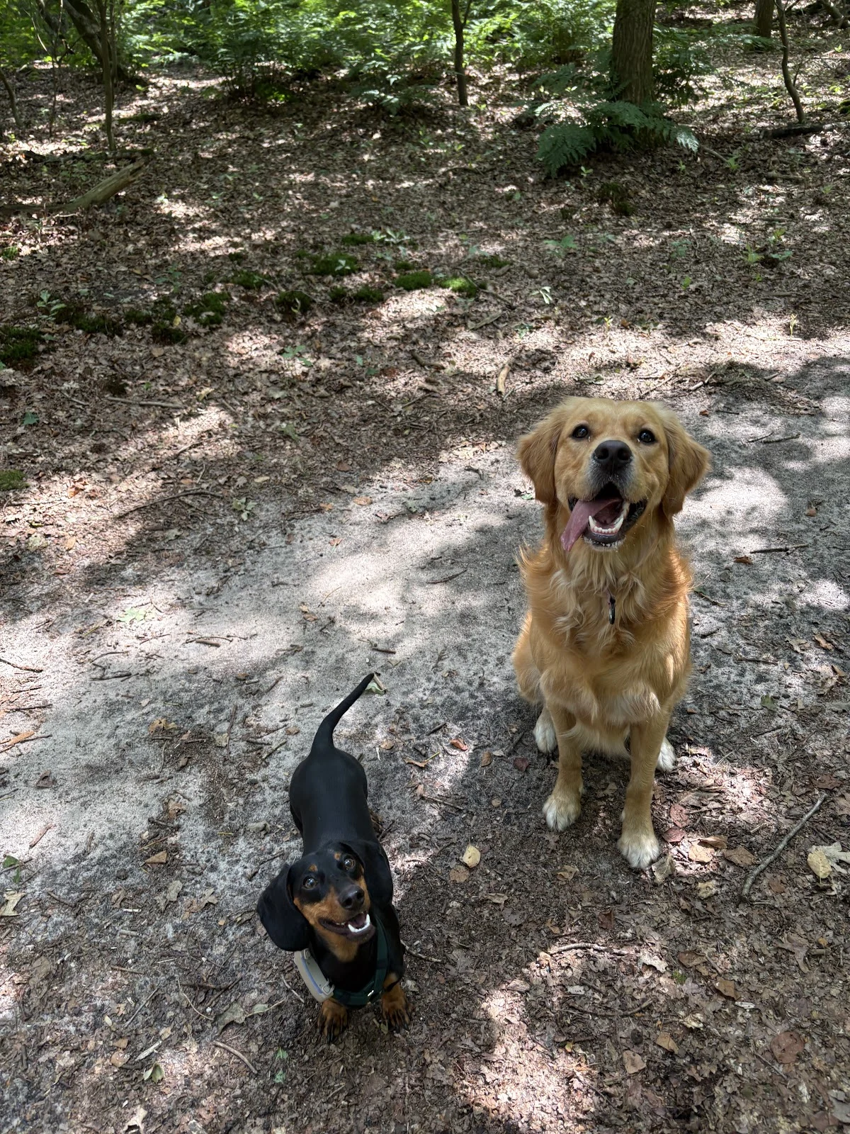 Gooise Dogwalker - 3
