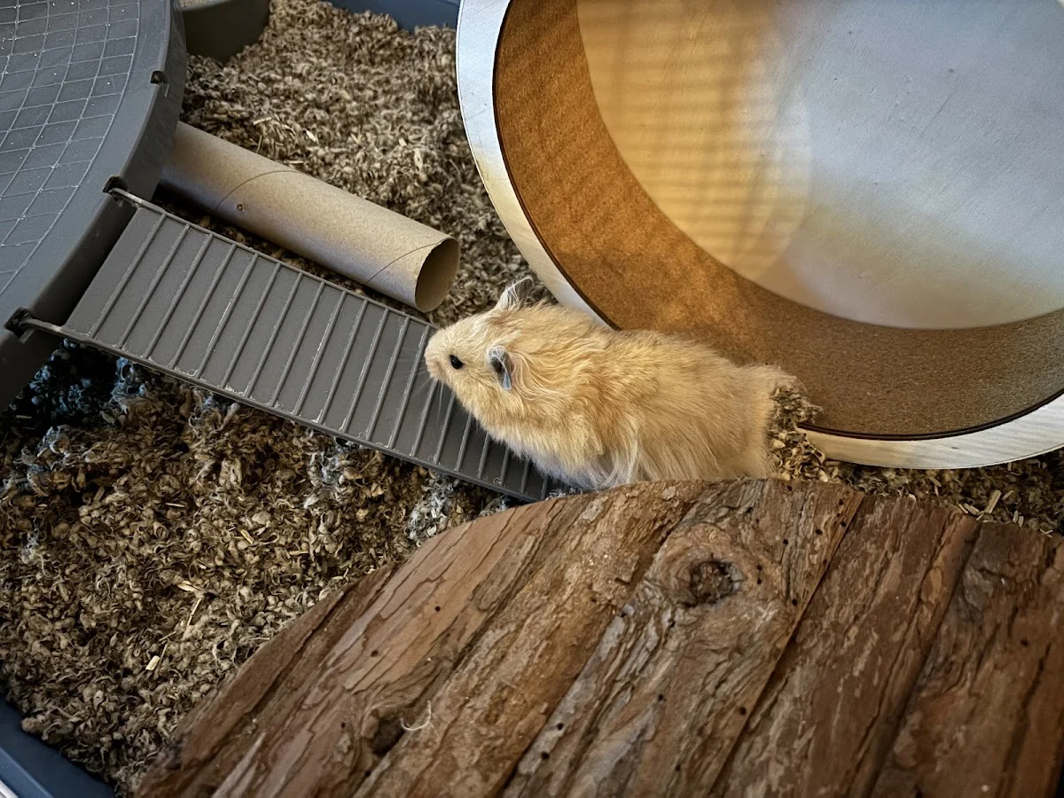 Hamstery Melissaanimals