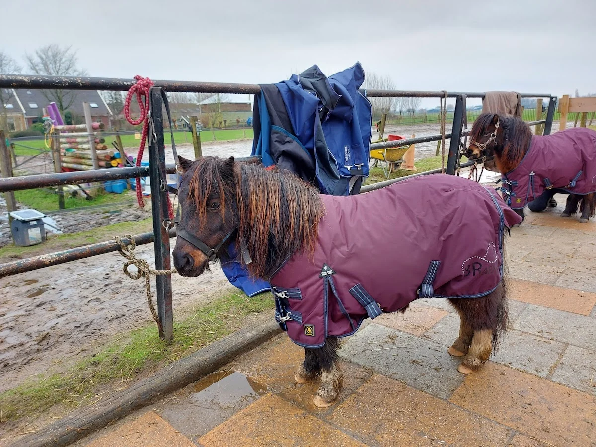 Het Beste Paard van Stal - 2