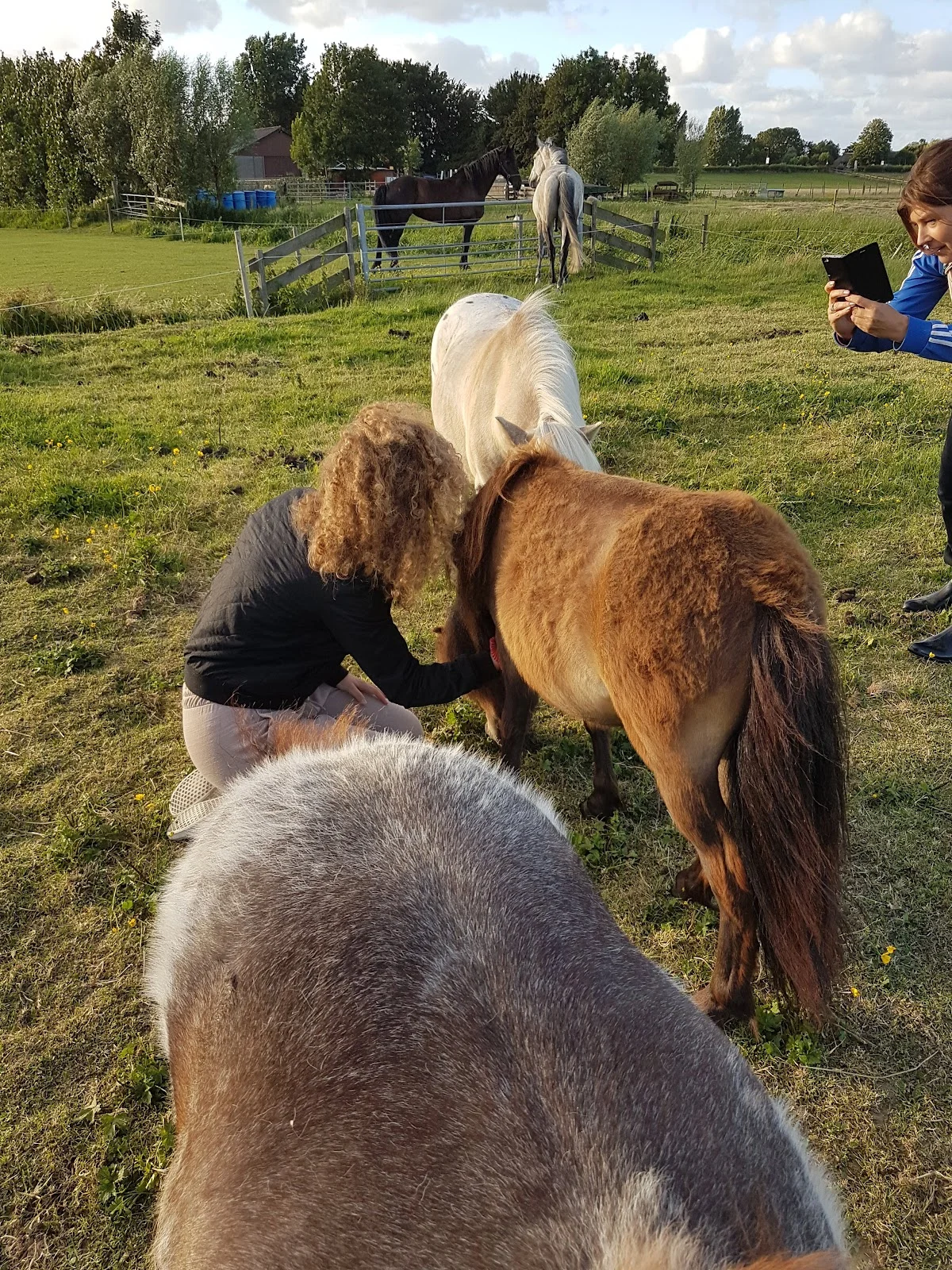 Het Beste Paard van Stal