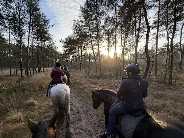 Heuvelrug Horses