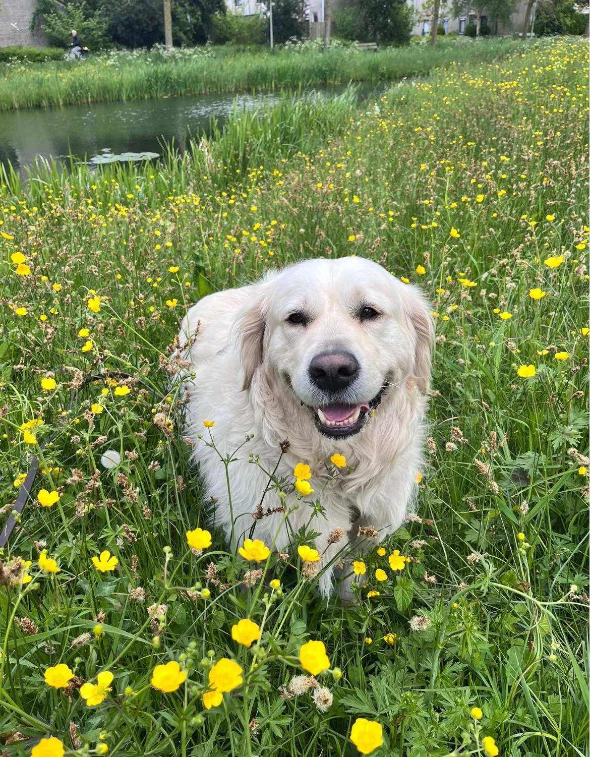 Hondema's dog care
