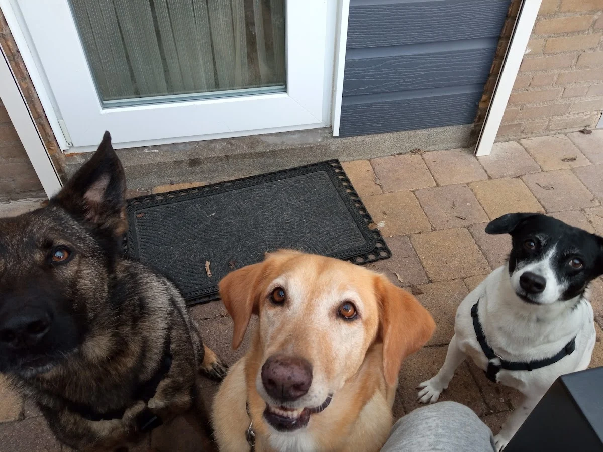 Honden in Nijmegen - 2