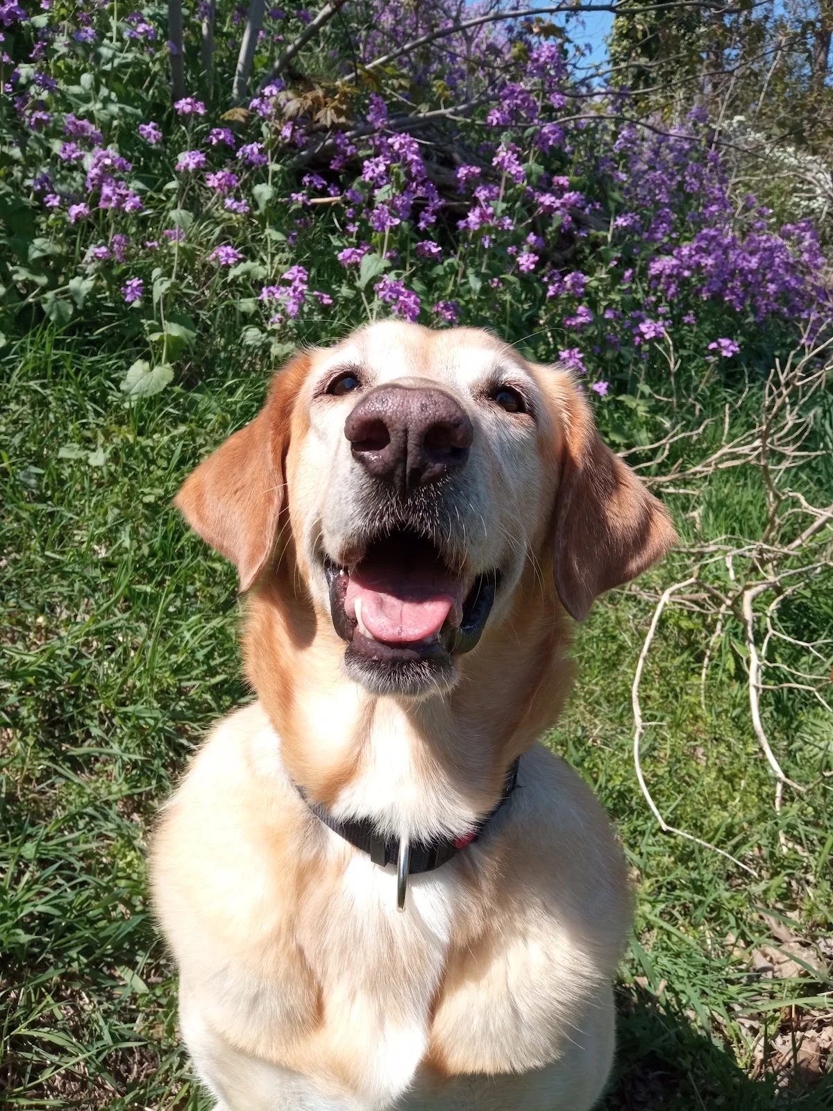 Honden in Nijmegen