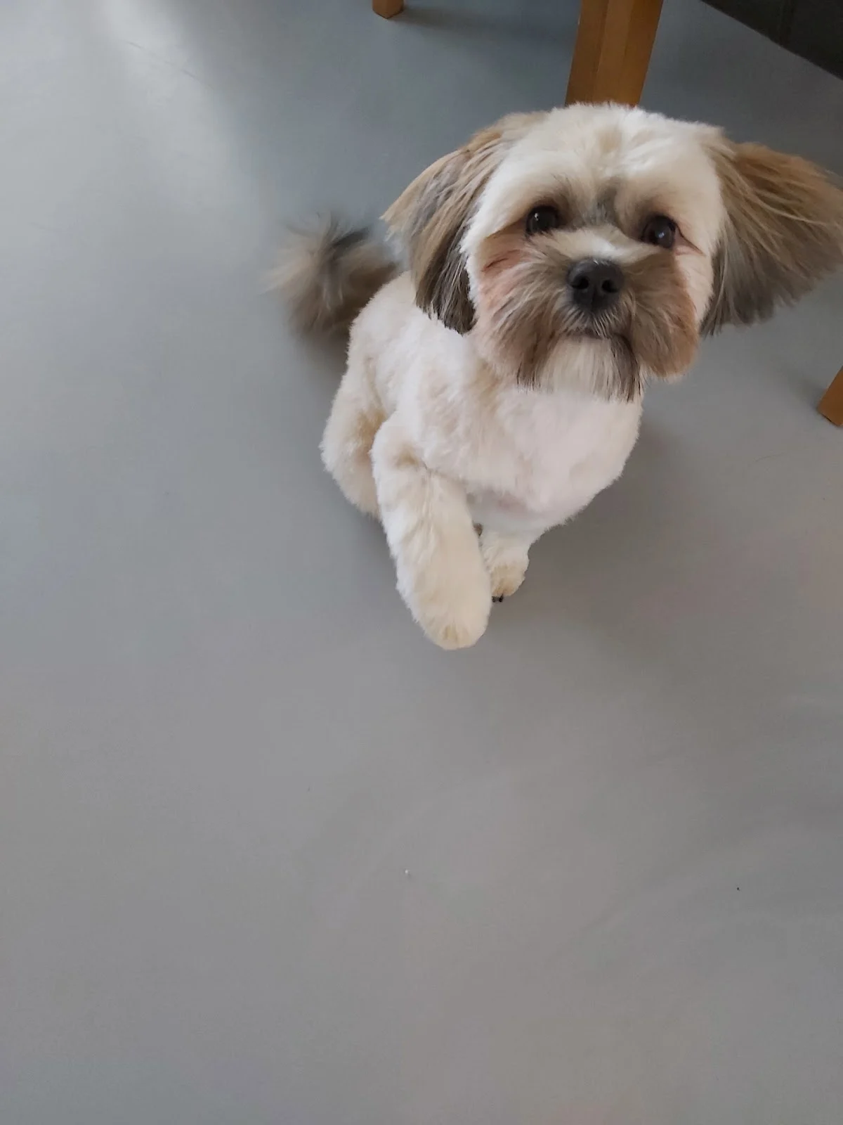 Honden Trimsalon Bubbels