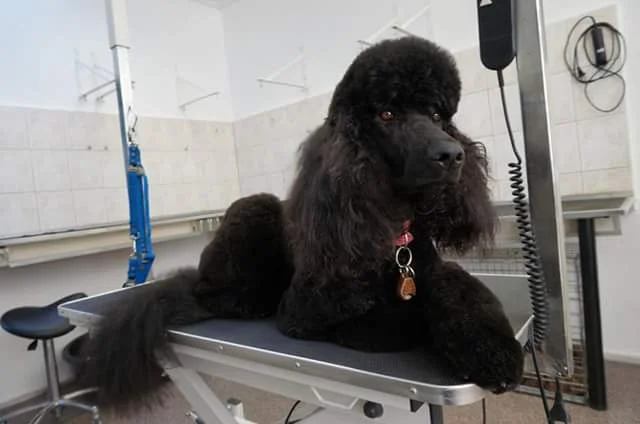 Honden Trimsalon Daisy