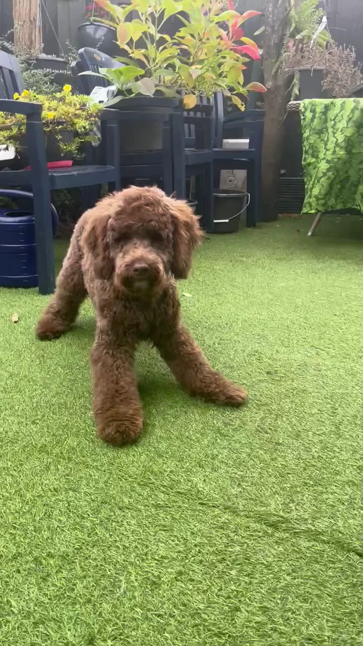 Honden trimsalon Joshua🐩 - 3