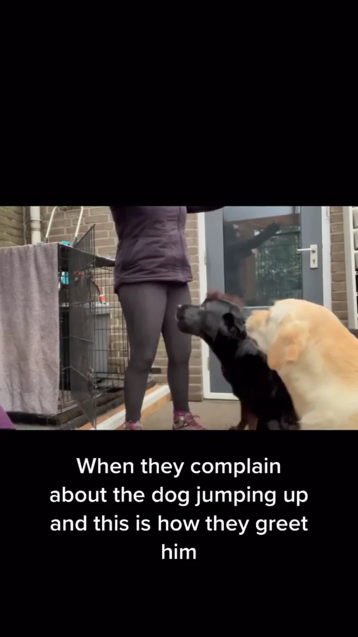 Honden Uitlaatservice Den Bosch | Lucky Leash🐕‍🦺 - 2