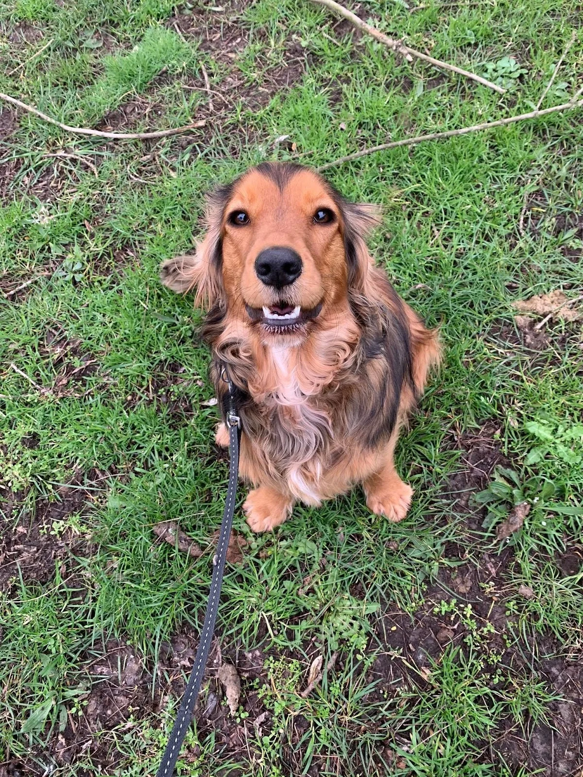 Honden Uitlaatservice Den Bosch | Lucky Leash🐕‍🦺