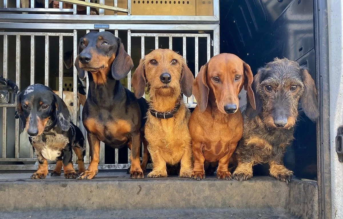 Honden Uitlaatservice Joepie