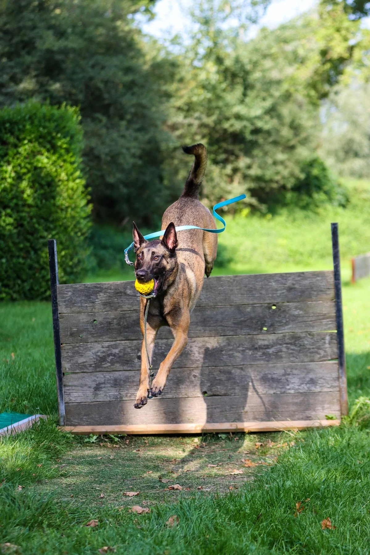 Honden vereniging GHSV Sittard / de kollenberg eo - 3