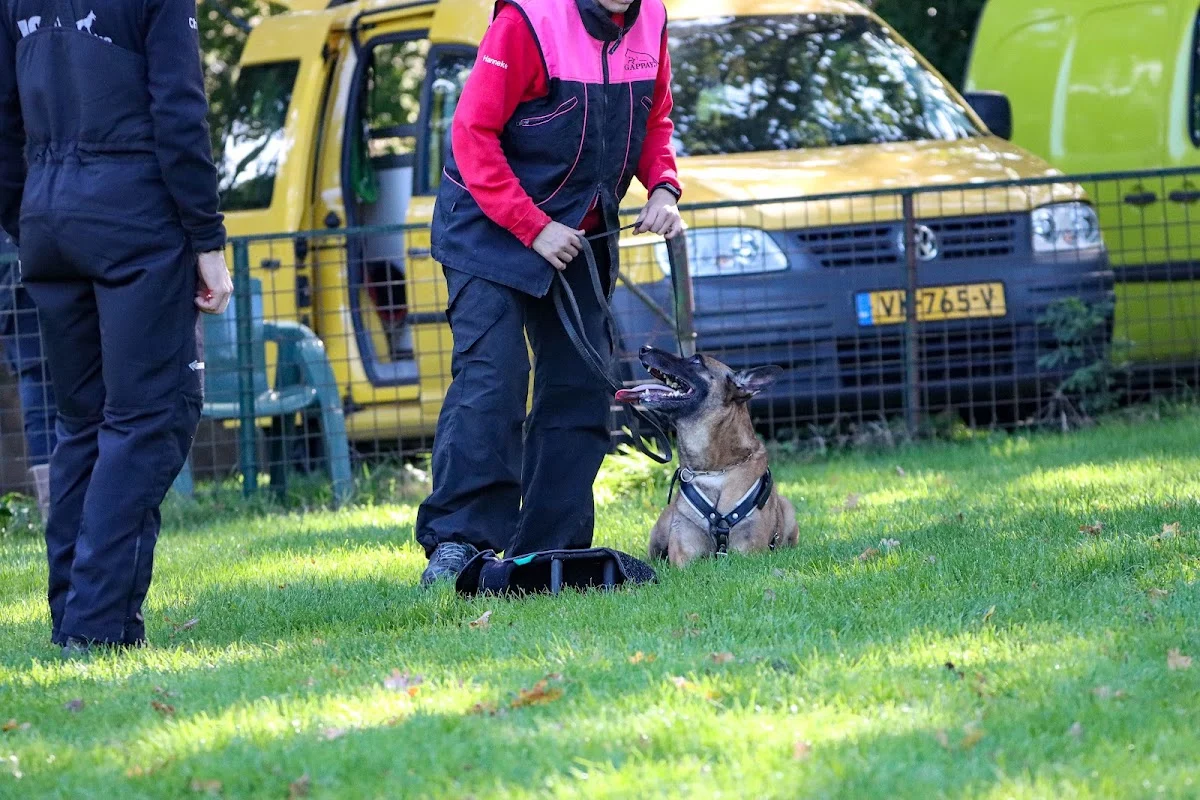 Honden vereniging GHSV Sittard / de kollenberg eo - 4