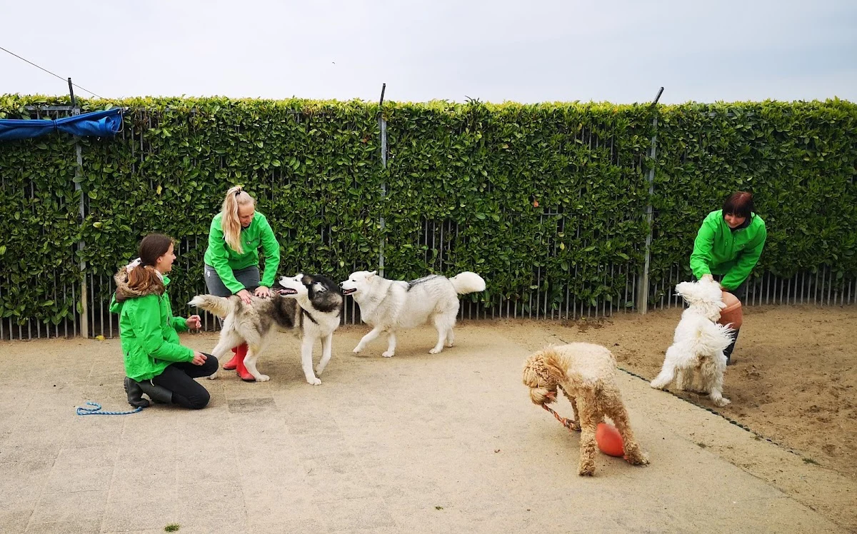 Hondencreche en dierenpension A2 Culemborg