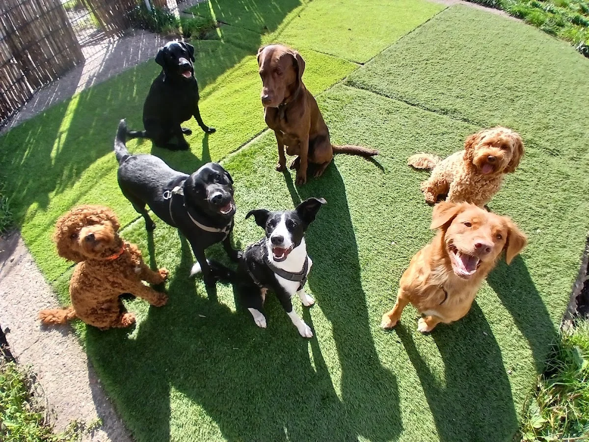 Hondendagopvang Dogs Farm